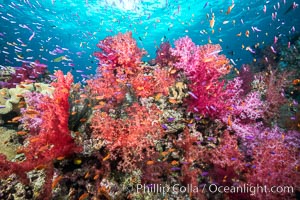 Dendronephthya soft corals and schooling Anthias fishes, feeding on plankton in strong ocean currents over a pristine coral reef. Fiji is known as the soft coral capitlal of the world.