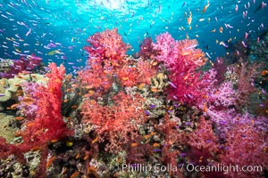 Dendronephthya soft corals and schooling Anthias fishes, feeding on plankton in strong ocean currents over a pristine coral reef. Fiji is known as the soft coral capitlal of the world, Dendronephthya, Pseudanthias, Gau Island, Lomaiviti Archipelago