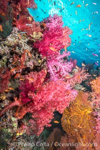 Dendronephthya soft corals and schooling Anthias fishes, feeding on plankton in strong ocean currents over a pristine coral reef. Fiji is known as the soft coral capitlal of the world, Dendronephthya, Pseudanthias, Gau Island, Lomaiviti Archipelago