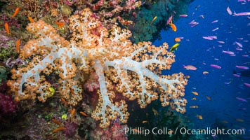 Dendronephthya soft corals and schooling Anthias fishes, feeding on plankton in strong ocean currents over a pristine coral reef. Fiji is known as the soft coral capitlal of the world, Dendronephthya, Pseudanthias, Namena Marine Reserve, Namena Island