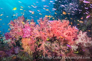 Dendronephthya soft corals and schooling Anthias fishes, feeding on plankton in strong ocean currents over a pristine coral reef. Fiji is known as the soft coral capitlal of the world, Dendronephthya, Pseudanthias, Namena Marine Reserve, Namena Island