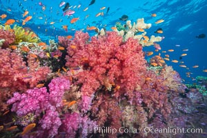 Dendronephthya soft corals and schooling Anthias fishes, feeding on plankton in strong ocean currents over a pristine coral reef. Fiji is known as the soft coral capitlal of the world, Dendronephthya, Pseudanthias, Namena Marine Reserve, Namena Island