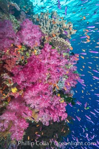 Dendronephthya soft corals and schooling Anthias fishes, feeding on plankton in strong ocean currents over a pristine coral reef. Fiji is known as the soft coral capitlal of the world, Dendronephthya, Pseudanthias, Namena Marine Reserve, Namena Island