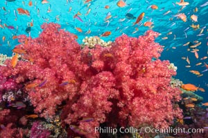 Dendronephthya soft corals and schooling Anthias fishes, feeding on plankton in strong ocean currents over a pristine coral reef. Fiji is known as the soft coral capitlal of the world, Dendronephthya, Pseudanthias, Namena Marine Reserve, Namena Island