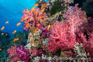 Dendronephthya soft corals and schooling Anthias fishes, feeding on plankton in strong ocean currents over a pristine coral reef. Fiji is known as the soft coral capitlal of the world, Dendronephthya, Pseudanthias