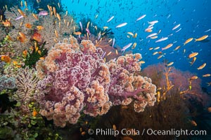 Dendronephthya soft corals and schooling Anthias fishes, feeding on plankton in strong ocean currents over a pristine coral reef. Fiji is known as the soft coral capitlal of the world, Dendronephthya, Pseudanthias