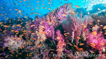 Dendronephthya soft corals and schooling Anthias fishes, feeding on plankton in strong ocean currents over a pristine coral reef. Fiji is known as the soft coral capitlal of the world, Dendronephthya, Pseudanthias, Vatu I Ra Passage, Bligh Waters, Viti Levu  Island