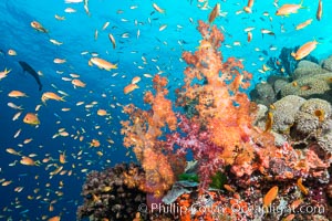 Dendronephthya soft corals and schooling Anthias fishes, feeding on plankton in strong ocean currents over a pristine coral reef. Fiji is known as the soft coral capitlal of the world, Dendronephthya, Pseudanthias, Gau Island, Lomaiviti Archipelago