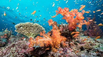 Dendronephthya soft corals and schooling Anthias fishes, feeding on plankton in strong ocean currents over a pristine coral reef. Fiji is known as the soft coral capitlal of the world, Dendronephthya, Pseudanthias, Gau Island, Lomaiviti Archipelago