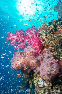 Dendronephthya soft corals and schooling Anthias fishes, feeding on plankton in strong ocean currents over a pristine coral reef. Fiji is known as the soft coral capitlal of the world, Dendronephthya, Pseudanthias, Gau Island, Lomaiviti Archipelago