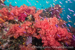 Dendronephthya soft corals and schooling Anthias fishes, feeding on plankton in strong ocean currents over a pristine coral reef. Fiji is known as the soft coral capitlal of the world, Dendronephthya, Pseudanthias, Gau Island, Lomaiviti Archipelago