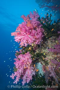 Dendronephthya soft corals and schooling Anthias fishes, feeding on plankton in strong ocean currents over a pristine coral reef. Fiji is known as the soft coral capitlal of the world, Dendronephthya, Pseudanthias, Namena Marine Reserve, Namena Island