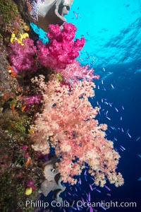 Dendronephthya soft corals and schooling Anthias fishes, feeding on plankton in strong ocean currents over a pristine coral reef. Fiji is known as the soft coral capitlal of the world, Dendronephthya, Pseudanthias, Namena Marine Reserve, Namena Island