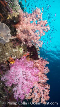 Dendronephthya soft corals and schooling Anthias fishes, feeding on plankton in strong ocean currents over a pristine coral reef. Fiji is known as the soft coral capitlal of the world, Dendronephthya, Pseudanthias, Namena Marine Reserve, Namena Island