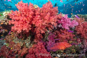 Dendronephthya soft corals and schooling Anthias fishes, feeding on plankton in strong ocean currents over a pristine coral reef. Fiji is known as the soft coral capitlal of the world, Dendronephthya, Pseudanthias, Namena Marine Reserve, Namena Island