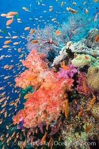 Dendronephthya soft corals and schooling Anthias fishes, feeding on plankton in strong ocean currents over a pristine coral reef. Fiji is known as the soft coral capitlal of the world, Dendronephthya, Pseudanthias