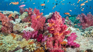 Dendronephthya soft corals and schooling Anthias fishes, feeding on plankton in strong ocean currents over a pristine coral reef. Fiji is known as the soft coral capitlal of the world, Dendronephthya, Pseudanthias, Vatu I Ra Passage, Bligh Waters, Viti Levu  Island