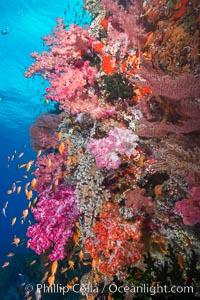 Dendronephthya soft corals and schooling Anthias fishes, feeding on plankton in strong ocean currents over a pristine coral reef. Fiji is known as the soft coral capitlal of the world, Dendronephthya, Pseudanthias, Vatu I Ra Passage, Bligh Waters, Viti Levu  Island