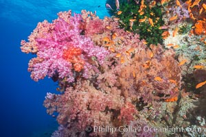 Dendronephthya soft corals and schooling Anthias fishes, feeding on plankton in strong ocean currents over a pristine coral reef. Fiji is known as the soft coral capitlal of the world, Dendronephthya, Pseudanthias, Vatu I Ra Passage, Bligh Waters, Viti Levu  Island