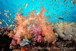 Dendronephthya soft corals and schooling Anthias fishes, feeding on plankton in strong ocean currents over a pristine coral reef. Fiji is known as the soft coral capitlal of the world, Dendronephthya, Pseudanthias, Gau Island, Lomaiviti Archipelago