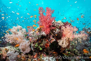 Dendronephthya soft corals and schooling Anthias fishes, feeding on plankton in strong ocean currents over a pristine coral reef. Fiji is known as the soft coral capitlal of the world, Dendronephthya, Pseudanthias, Gau Island, Lomaiviti Archipelago