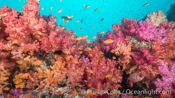 Dendronephthya soft corals and schooling Anthias fishes, feeding on plankton in strong ocean currents over a pristine coral reef. Fiji is known as the soft coral capitlal of the world, Dendronephthya, Pseudanthias, Gau Island, Lomaiviti Archipelago