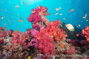 Dendronephthya soft corals and schooling Anthias fishes, feeding on plankton in strong ocean currents over a pristine coral reef. Fiji is known as the soft coral capitlal of the world, Dendronephthya, Pseudanthias, Gau Island, Lomaiviti Archipelago