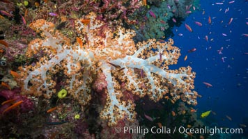 Dendronephthya soft corals and schooling Anthias fishes, feeding on plankton in strong ocean currents over a pristine coral reef. Fiji is known as the soft coral capitlal of the world, Dendronephthya, Pseudanthias, Namena Marine Reserve, Namena Island