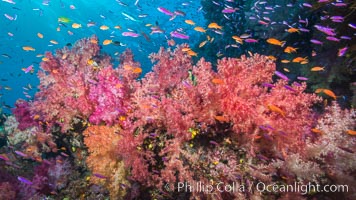 Dendronephthya soft corals and schooling Anthias fishes, feeding on plankton in strong ocean currents over a pristine coral reef. Fiji is known as the soft coral capitlal of the world, Dendronephthya, Pseudanthias, Namena Marine Reserve, Namena Island