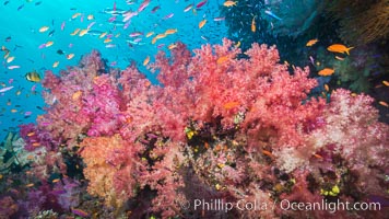 Dendronephthya soft corals and schooling Anthias fishes, feeding on plankton in strong ocean currents over a pristine coral reef. Fiji is known as the soft coral capitlal of the world, Dendronephthya, Pseudanthias, Namena Marine Reserve, Namena Island