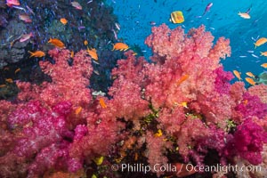 Dendronephthya soft corals and schooling Anthias fishes, feeding on plankton in strong ocean currents over a pristine coral reef. Fiji is known as the soft coral capitlal of the world, Dendronephthya, Pseudanthias, Namena Marine Reserve, Namena Island
