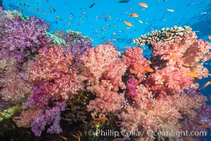 Dendronephthya soft corals and schooling Anthias fishes, feeding on plankton in strong ocean currents over a pristine coral reef. Fiji is known as the soft coral capitlal of the world, Dendronephthya, Pseudanthias, Namena Marine Reserve, Namena Island