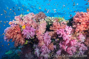 Dendronephthya soft corals and schooling Anthias fishes, feeding on plankton in strong ocean currents over a pristine coral reef. Fiji is known as the soft coral capitlal of the world, Dendronephthya, Pseudanthias, Namena Marine Reserve, Namena Island