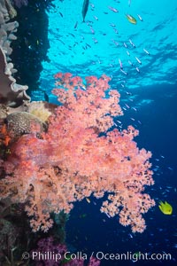 Dendronephthya soft corals and schooling Anthias fishes, feeding on plankton in strong ocean currents over a pristine coral reef. Fiji is known as the soft coral capitlal of the world, Dendronephthya, Pseudanthias, Namena Marine Reserve, Namena Island