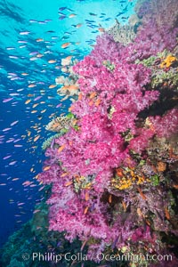Dendronephthya soft corals and schooling Anthias fishes, feeding on plankton in strong ocean currents over a pristine coral reef. Fiji is known as the soft coral capitlal of the world, Dendronephthya, Pseudanthias, Namena Marine Reserve, Namena Island