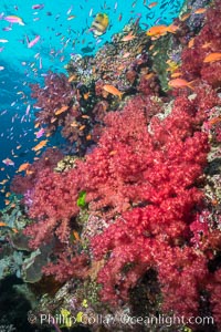 Dendronephthya soft corals and schooling Anthias fishes, feeding on plankton in strong ocean currents over a pristine coral reef. Fiji is known as the soft coral capitlal of the world, Dendronephthya, Pseudanthias, Namena Marine Reserve, Namena Island