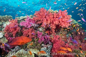 Dendronephthya soft corals and schooling Anthias fishes, feeding on plankton in strong ocean currents over a pristine coral reef. Fiji is known as the soft coral capitlal of the world, Dendronephthya, Pseudanthias, Namena Marine Reserve, Namena Island