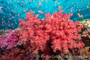 Dendronephthya soft corals and schooling Anthias fishes, feeding on plankton in strong ocean currents over a pristine coral reef. Fiji is known as the soft coral capitlal of the world, Dendronephthya, Pseudanthias, Namena Marine Reserve, Namena Island