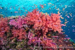 Dendronephthya soft corals and schooling Anthias fishes, feeding on plankton in strong ocean currents over a pristine coral reef. Fiji is known as the soft coral capitlal of the world, Dendronephthya, Pseudanthias, Namena Marine Reserve, Namena Island