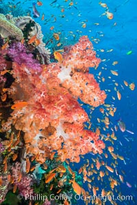 Dendronephthya soft corals and schooling Anthias fishes, feeding on plankton in strong ocean currents over a pristine coral reef. Fiji is known as the soft coral capitlal of the world, Dendronephthya, Pseudanthias