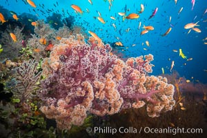 Dendronephthya soft corals and schooling Anthias fishes, feeding on plankton in strong ocean currents over a pristine coral reef. Fiji is known as the soft coral capitlal of the world, Dendronephthya, Pseudanthias