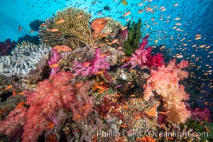 Dendronephthya soft corals and schooling Anthias fishes, feeding on plankton in strong ocean currents over a pristine coral reef. Fiji is known as the soft coral capitlal of the world, Dendronephthya, Pseudanthias