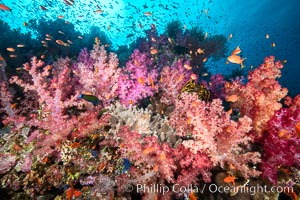 Dendronephthya soft corals and schooling Anthias fishes, feeding on plankton in strong ocean currents over a pristine coral reef. Fiji is known as the soft coral capitlal of the world, Dendronephthya, Pseudanthias