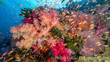 Dendronephthya soft corals and schooling Anthias fishes, feeding on plankton in strong ocean currents over a pristine coral reef. Fiji is known as the soft coral capitlal of the world, Dendronephthya, Pseudanthias