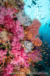 Dendronephthya soft corals and schooling Anthias fishes, feeding on plankton in strong ocean currents over a pristine coral reef. Fiji is known as the soft coral capitlal of the world, Dendronephthya, Pseudanthias