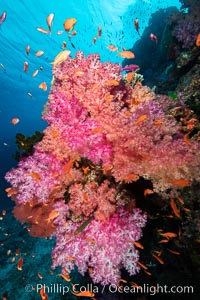 Dendronephthya soft corals and schooling Anthias fishes, feeding on plankton in strong ocean currents over a pristine coral reef. Fiji is known as the soft coral capitlal of the world, Dendronephthya, Pseudanthias