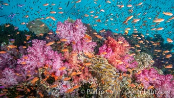 Dendronephthya soft corals and schooling Anthias fishes, feeding on plankton in strong ocean currents over a pristine coral reef. Fiji is known as the soft coral capitlal of the world, Dendronephthya, Pseudanthias