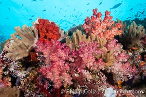 Dendronephthya soft corals and schooling Anthias fishes, feeding on plankton in strong ocean currents over a pristine coral reef. Fiji is known as the soft coral capitlal of the world, Dendronephthya, Pseudanthias