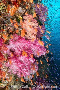 Dendronephthya soft corals and schooling Anthias fishes, feeding on plankton in strong ocean currents over a pristine coral reef. Fiji is known as the soft coral capitlal of the world, Dendronephthya, Pseudanthias