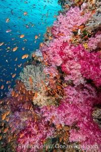 Dendronephthya soft corals and schooling Anthias fishes, feeding on plankton in strong ocean currents over a pristine coral reef. Fiji is known as the soft coral capitlal of the world, Dendronephthya, Pseudanthias